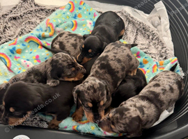 7 beautiful dachshund puppies