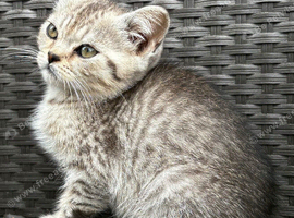 British short hair X Scottish fold