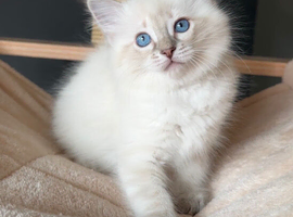 Ragdoll Kittens (GCCF REGISTERED AND FULLY HEALTH TESTED)