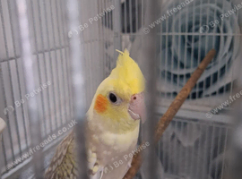 Hen baby cockatiel