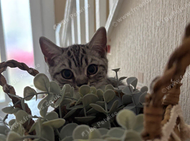 British shorthair