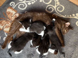 Kittens for sale
