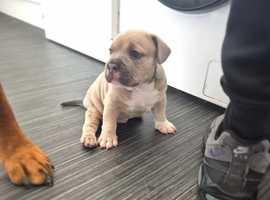 9 week old pocket bully tri