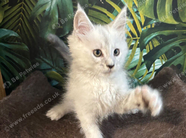 Stunning tica registered maine coons