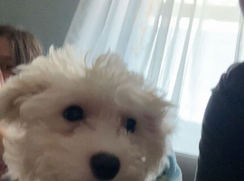 Nelson