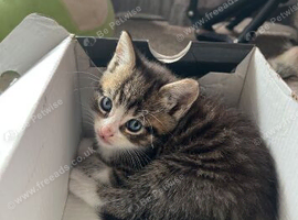 Beautiful playful kittens ready now