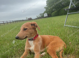 Lurcher puppy