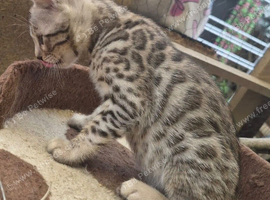 2 beautiful full breed bengal kits