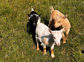3 Beautiful Pygmy Goats avaialble now