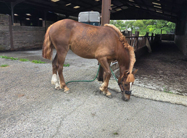 Chestnut make 15hh