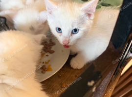 5 kittens ready to leave