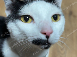 Male Cats For Sale