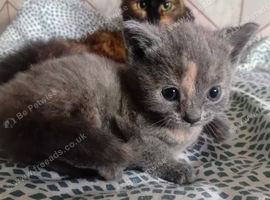 Kitten for sale