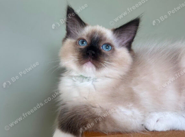 Beautiful Ragdoll Kittens READY NOW!