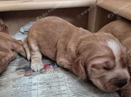 Beautiful cocker spaniels