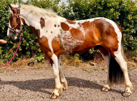 Coloured gelding - all rounder