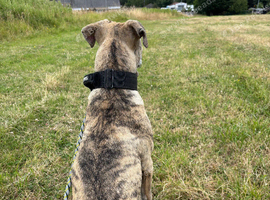 7 month staff lurcher