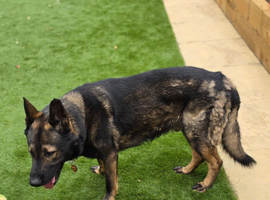 Male shepherd
