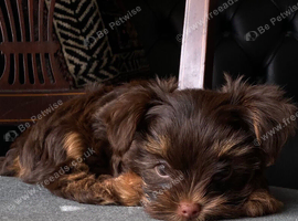 Stunning litter of Chocolate Yorkshire Terriers.
