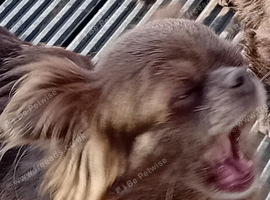 Chihuahua