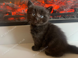 Ragdoll cross kitten