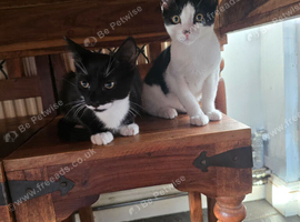 Male kittens for rehoming