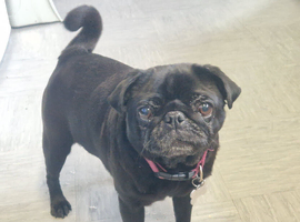 5 year old pug