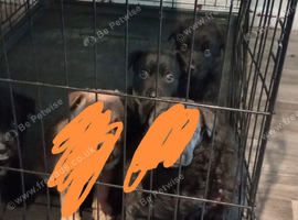 German Shepherd cross Belgian mali pups