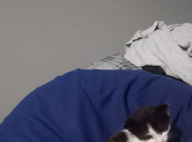 Male kitten