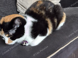 2 year old female black white and tan cat.