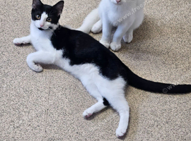 Blk/white female kitten ready to go to forever home
