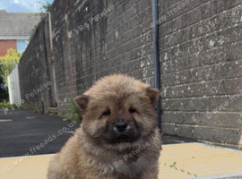 6 Chow Chow Puppies kc registered