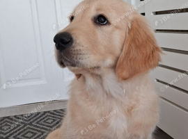 1 girl left! KC registered
