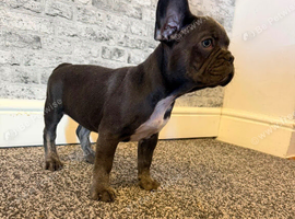 K.c French bulldog girl