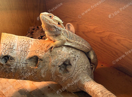 Bearded dragon and set up