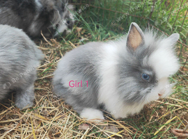 Doubleane lionheads rabbits
