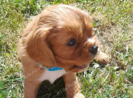 Beautiful  cavalier King Charles  puppies