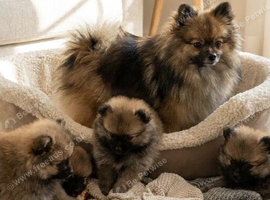Female sable Pomeranian puppy