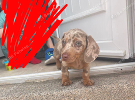 Isabella and tan dachshund for sale