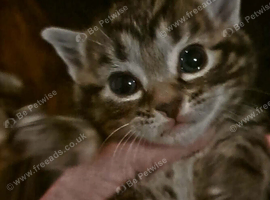 Bengal cross kittens