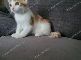 Beautiful kitten looking good a home .