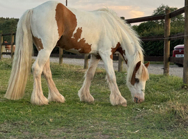 4y. old piebald gelding pony approx. 12.3hh