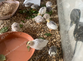 Three week old button quail