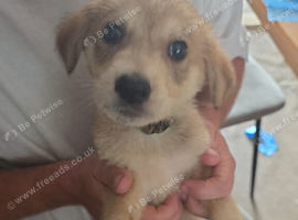 German shepard/alsation x dalmation puppies 10 German Shepard x Dalmation puppies available 24/8/26 mum and dad can be seen. All puppies will have mic