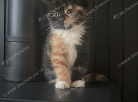 Kittens for sale