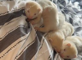 1 hob ferret