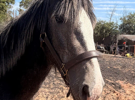 Big 2yr old gelding to make 15.2 plus