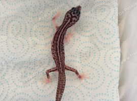 Baby leopard geckos loads of different morphs