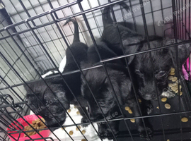 Puppies for sale