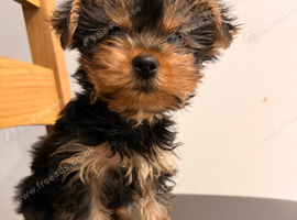 Yorkshire Terrier Puppy BOY